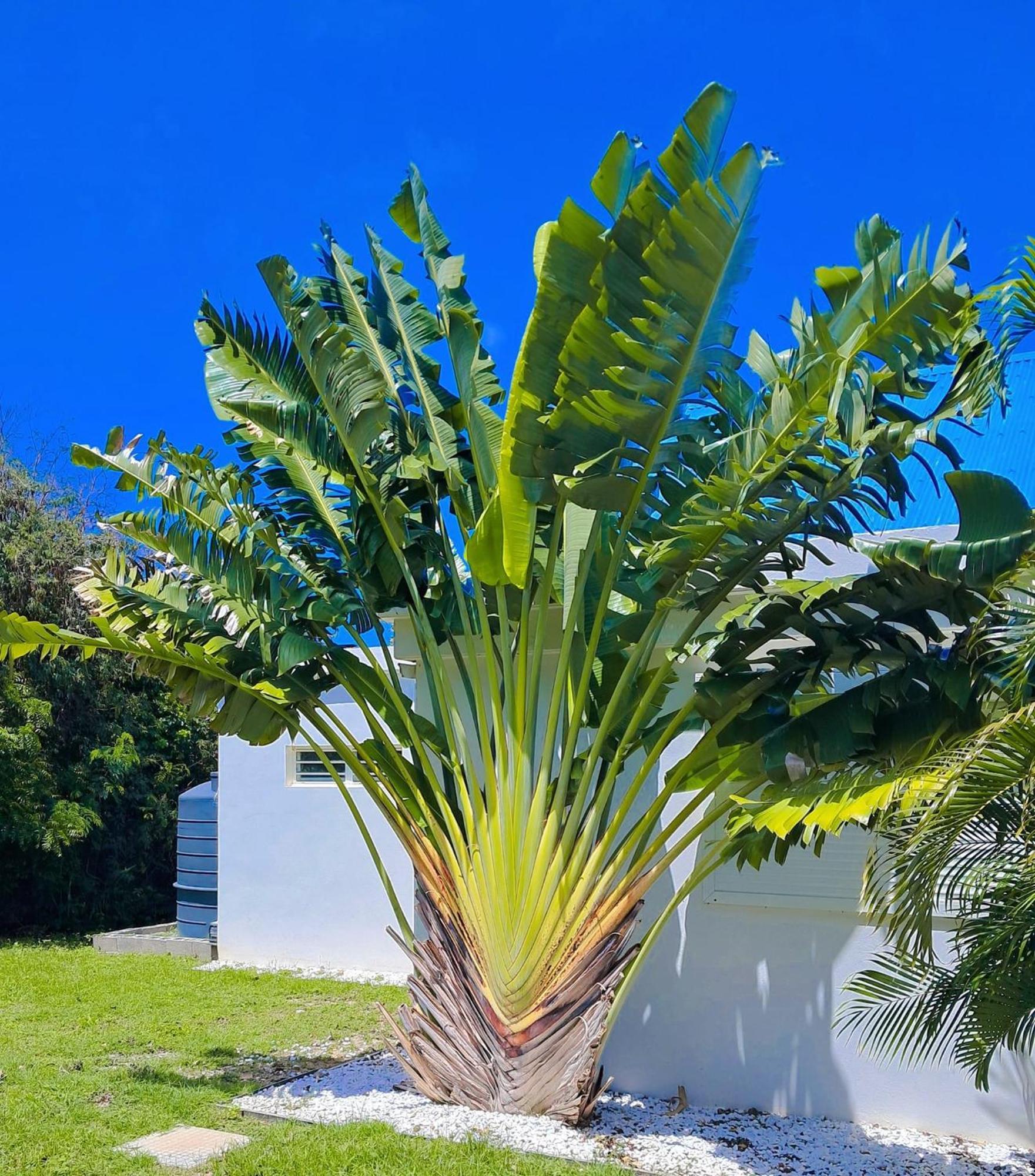 Villa Moai Cul de Sac Buitenkant foto